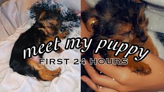 FIRST 24 HOURS W MY TEACUP YORKIE PUPPY 🐾  TIPS amp TRICKS  TayyLiz [upl. by Hamnet]