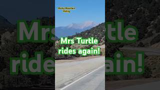 Mrs Turtle rides again [upl. by Leonelle391]