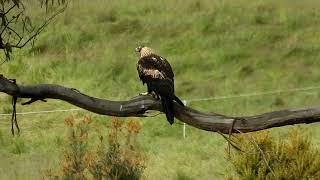 Wedge Tailed Eagle on Branch [upl. by Jacqui]