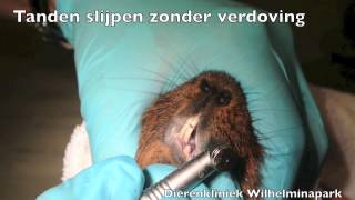 Cavia tanden slijpen zonder verdoving [upl. by Mort]