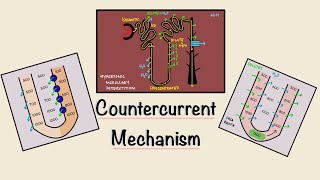 Countercurrent Mechanism  Loop of Henle  Concentration of urine  Renal Physiology [upl. by Giusto]