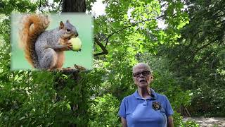 Shagbark Hickory  Plant Chats With Val [upl. by Nylakcaj]