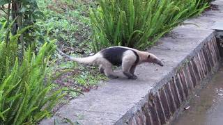 Oso Hormiguero Tamandua mexicana Honduras [upl. by Yerga]