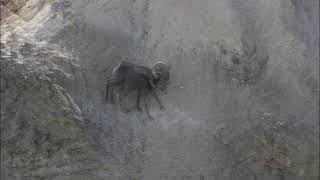 Bighorn Ram Mojave Desert Southern California [upl. by Youngran]