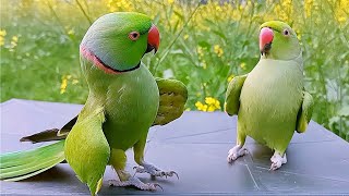 Ringneck Parrot Videos Compilation [upl. by Marcellus]