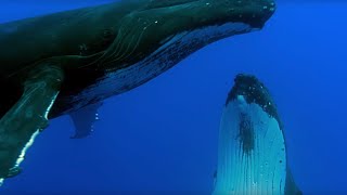 Two Beautiful Humpback Whales Dance  Animal Attraction  BBC Earth [upl. by Amluz]