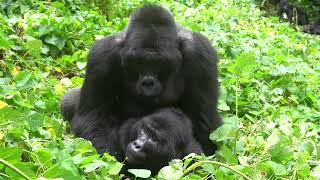 RARE FOOTAGE  Silverback Mountain Gorilla Mating in Bwindi Impenetrable Forest [upl. by Bullis995]