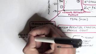 Cardiology  Heart Physiology II Muscle contraction and Pacemaker activity [upl. by Laup]