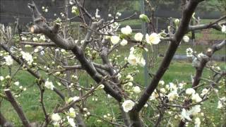 How to prune Plum trees [upl. by Bennir]