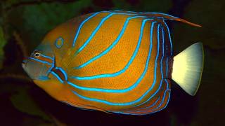 Facts The Blue Ring Angelfish Annularis Angelfish [upl. by Atiral]