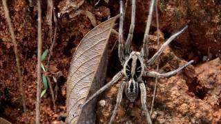 Llycosa sp  Lycosidae  Wolf Spider  Aranha Lobo [upl. by Mochun717]