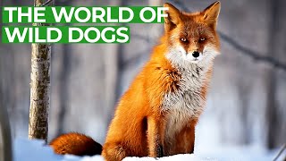 Wildlife  Just Wild Dogs  Free Documentary Nature [upl. by Becka]