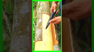 Tips technical for peeling cinnamon bark trees bonsai [upl. by Aronoff]