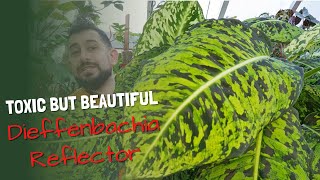 Dieffenbachia Reflector Ultimate Guide [upl. by Niledam]