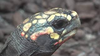 Facts about Redfooted tortoise  Do you know that [upl. by Sharleen]