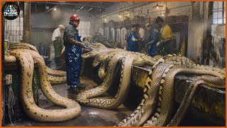 How A Farmer Makes 2 Million Dollars From Python Skin  Snake Farm  Processing Factory [upl. by Enirehtac754]