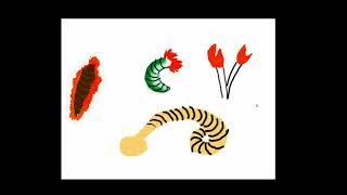 A basic introduction to polychaete worms [upl. by Aynotahs]