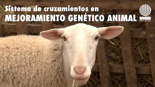 Sistema de cruzamientos en mejoramiento genético animal [upl. by Anauqal505]