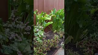 What happened to these Calla lily’s fyp tradwife garden homeandgarden gardeningtips callalily [upl. by Nodyl]