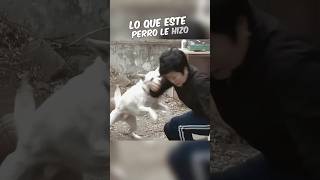 No Creerás Lo Que Le Hizo Este Perro A Su Dueña 😱 [upl. by Raffin]