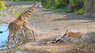 Intense Battle Between Lioness amp Giraffe Over Her Newborn Baby [upl. by Giffy]