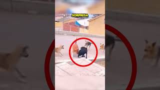 Este Perro Fue Atacado Pero Lo Que Hicieron Sus Amigos Te Sorprenderá [upl. by Aniteb522]