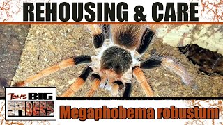 Megophobema robustum quotColombian Giant Redlegquot Rehouse and Care Notes [upl. by Negrom]