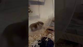 가끔은 바빠요😅 hamsterland 仓鼠 햄스터 cute healing lovely hamsterlife хомяк hamster [upl. by Oitaroh577]