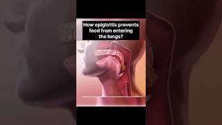 How epiglottitis help us  shorts epiglottitis [upl. by Norvell]