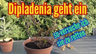 Dipladenia geht ein So versuche ich meine Dipladenia zu retten [upl. by Carrol]