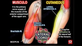 musculocutaneous nerve anatomy function and injury biceps muscle [upl. by Coreen]