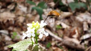 Wollschweber Bombylius major Pfalz Germany video by Ingrid Röhrl [upl. by Essilrahc]