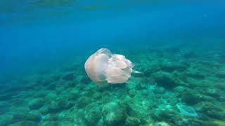 Medusa in Sardegna  Jellyfish in Sardinia [upl. by Cotter]