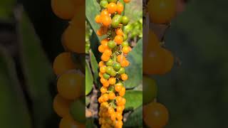 Sansevieria Masoniana Whalefin berries [upl. by Heisel209]