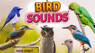 Bird Sounds and Names  Birds Chirping  Birds Sounds Compilation  Learn Bird Names [upl. by Pebrook]