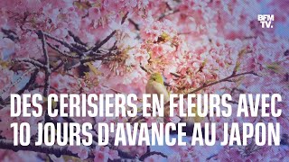 Au Japon la floraison des cerisiers a commencé avec dix jours davance [upl. by Eustazio]