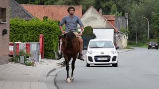 Riding horses at liberty outside the arena [upl. by Ensign339]