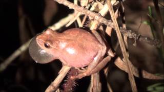 Spring Peeper Pseudacris crucifer Calling [upl. by Togram]