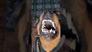 angry Rottweiler barking dog angrypuppy viral rottweiler angrydog cutepet pets angry [upl. by Ayle572]