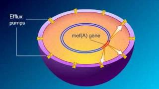 Macrolides Mechanisms of Action and Resistance [upl. by Gibbie402]