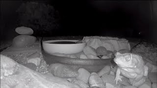 A Sonoran Desert Toad Visits Our Back Yard During Monsoon Season [upl. by Ailegnave200]