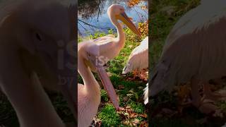 Pelicans Will Eat Anything  swan birdspecies animals animalplatoon wildlife pelicans [upl. by Naomi376]