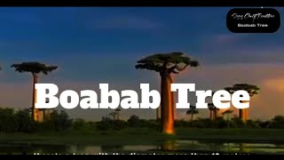 Tree of Life x Boabab Tree South Africa [upl. by Anaicul]