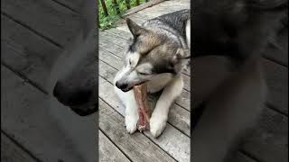 Breakfast Bones one Buried alaskanmalamutes barfdiet malamutelovers [upl. by Shreeves]