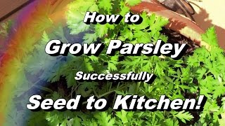 How to Grow Parsley  Complete Video to Seed Feeding Pest amp Disease Harvest Storing [upl. by Ahidam]