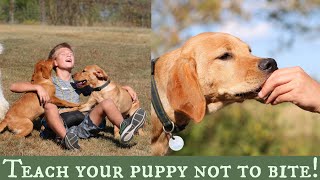 Stop Puppy Biting  Top 3 Training Solutions [upl. by Okorih]