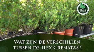 Wat zijn de belangrijkste verschillen tussen de Ilex crenatas [upl. by Htebizile]