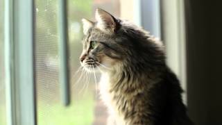 Maine Coon Chirp [upl. by Mook]