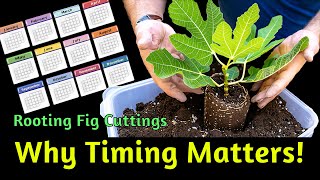 BEST amp WORST time to Root Fig Cuttings How to PERFECTLY time it [upl. by Lowrie]