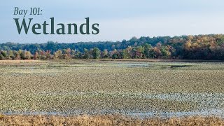 Bay 101 Wetlands [upl. by Melita581]